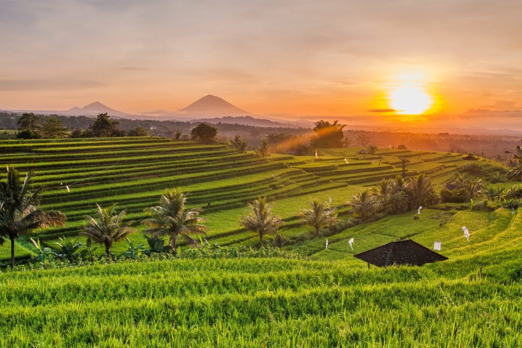 Soka Rice Fields (Tabanan, West Bali)