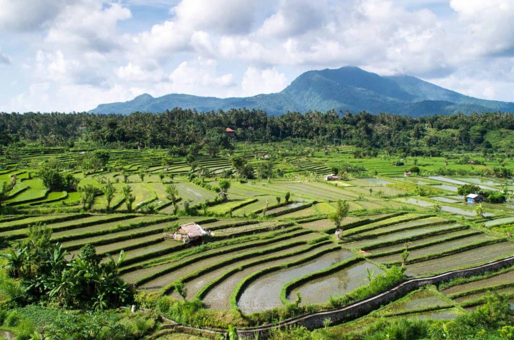 Munduk Rice Fields (North Bali) - rijstvelden Bali