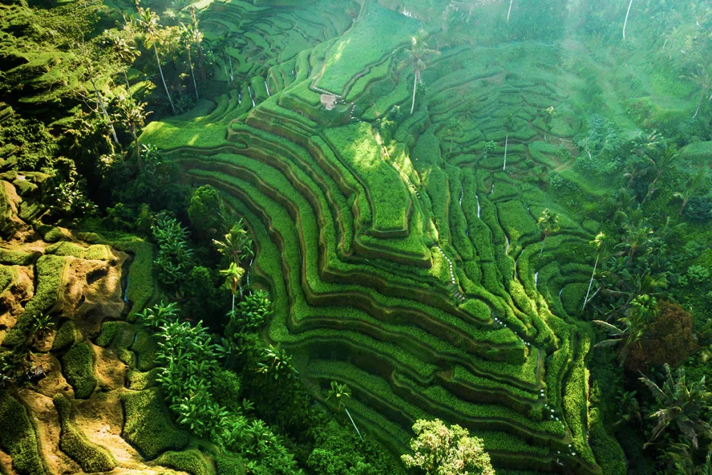 De top 10 mooiste rijstvelden van Bali