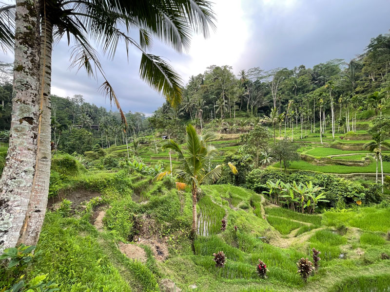 Rijstvelden van Ubud, mooiste gebieden Bali