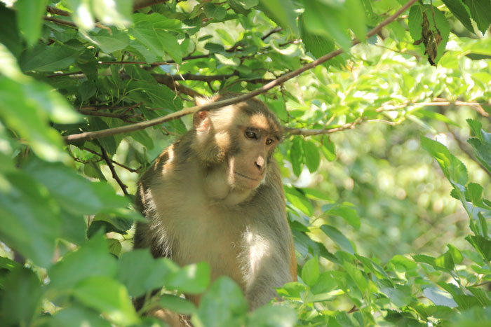 Sacred Monkey Forest Sanctuary - avontuurlijke activiteiten Bali