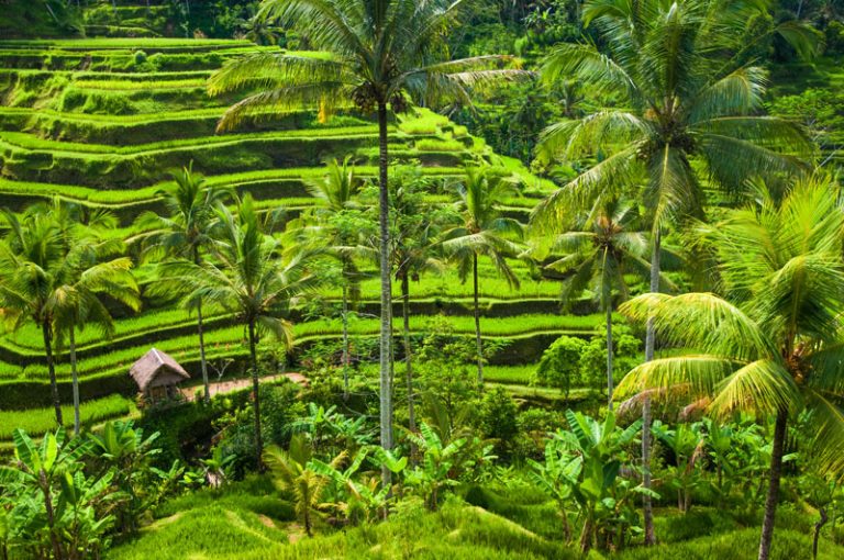 ubud bali