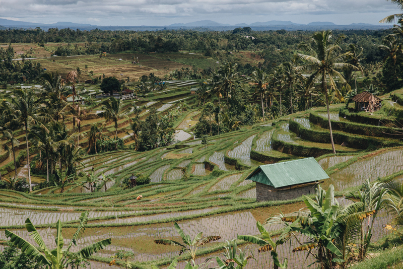 Jatiluwih Rice Terraces